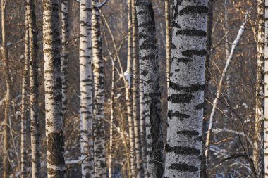 Birch Korusu. Kışın ağaç gövdeleri.
