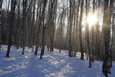 Birch Korusu. Kışın ağaç gövdeleri.
