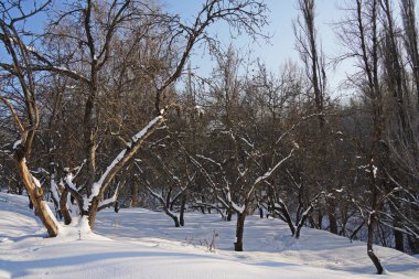 Dağlık bir bölgede yayılan ağaçlar. Kış.
