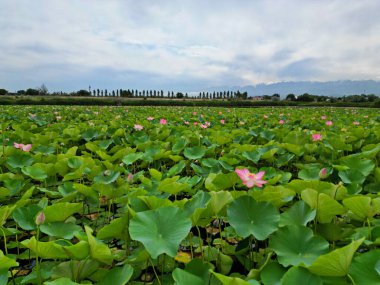 Çiçek açan nilüferlerle dolu büyük bir gölet. Yaz. Çiçek. Eko-izm. 