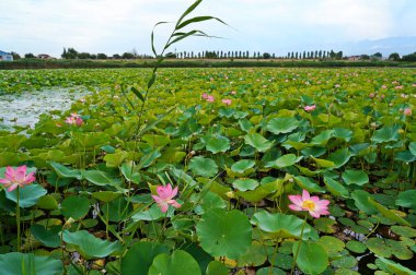Çiçek açan nilüferlerle dolu büyük bir gölet. Yaz. Çiçek. Eko-izm. 