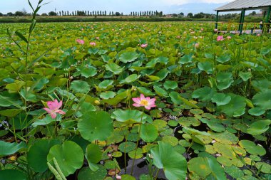 Çiçek açan nilüferlerle dolu büyük bir gölet. Yaz. Çiçek. Eko-izm. 