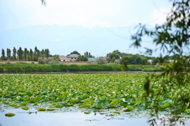 Çiçek açan nilüferlerle dolu büyük bir gölet. Yaz. Çiçek. Eko-izm. 