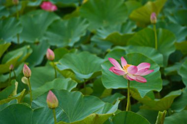 Çiçek açan nilüferlerle dolu büyük bir gölet. Yaz. Çiçek. Eko-izm. 