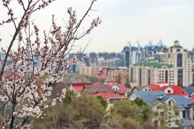 Dağların ve kentsel çevrenin arka planında çiçek açan bir kayısı ağacı.
