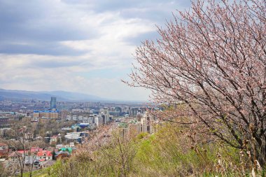 Dağların ve kentsel çevrenin arka planında çiçek açan bir kayısı ağacı.