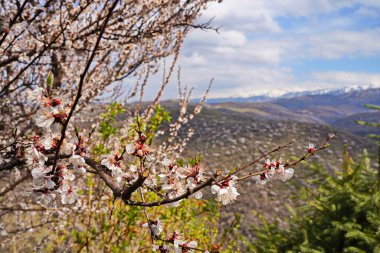 Dağların ve kentsel çevrenin arka planında çiçek açan bir kayısı ağacı.