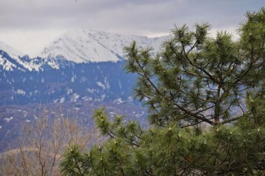 Dağların ve şehrin arka planında kozalaklı bitkiler