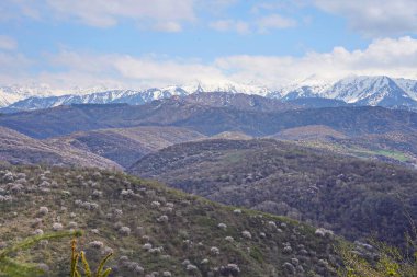 Çiçek açan ağaçlar ve çalılarla dolu tepelik bir bölge..
