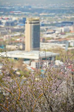 Almaty, Kazakistan - 04.07.2025: Kazakistan otelinin arka planında çiçek açan kayısı.