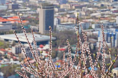 Almaty, Kazakistan - 04.07.2025: Kazakistan otelinin arka planında çiçek açan kayısı.