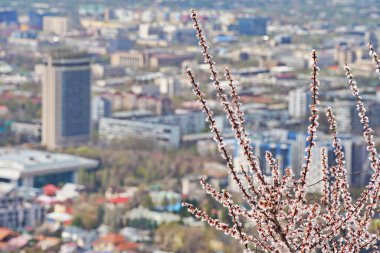 Almaty, Kazakistan - 04.07.2025: Kazakistan otelinin arka planında çiçek açan kayısı.