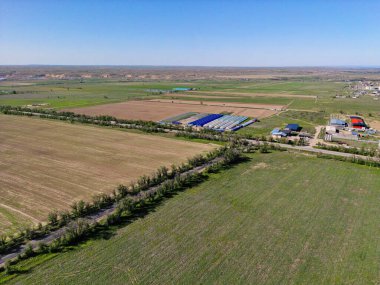 Büyük tarlalar dolusu mahsul ve otlayan hayvanlar. Bahar. Manzara...