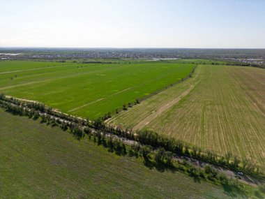 Büyük tarlalar dolusu mahsul ve otlayan hayvanlar. Bahar. Manzara...