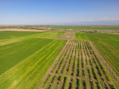 Büyük tarlalar dolusu mahsul ve otlayan hayvanlar. Bahar. İnsansız hava aracının görüntüsü.