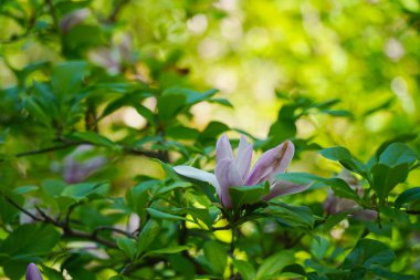 Botanik bahçesinde çiçek açan bitkiler.