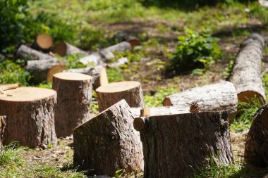 Devrilmiş ağaçların parçaları. Bahçedeki kütükler.