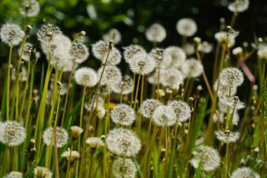Botanik bahçesindeki tarlada karahindibalar.
