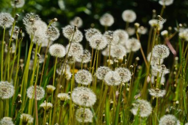 Botanik bahçesindeki tarlada karahindibalar.