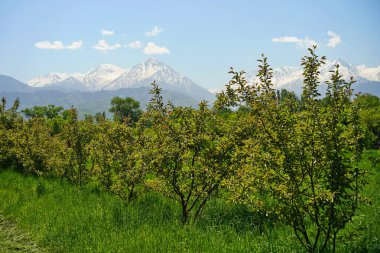 Dağların arkasındaki botanik bahçesi.