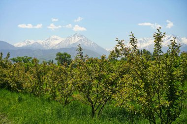 Dağların arkasındaki botanik bahçesi.