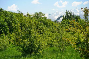 Dağların arkasındaki botanik bahçesi.