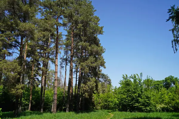 Botanik bahçesindeki çam ağaçları.