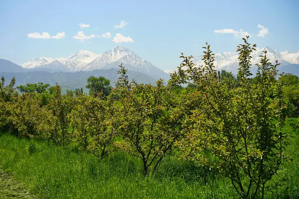 Dağların arkasındaki botanik bahçesi.