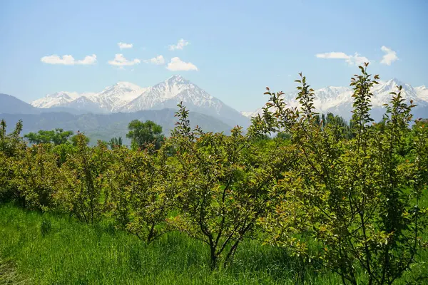 Dağların arkasındaki botanik bahçesi.