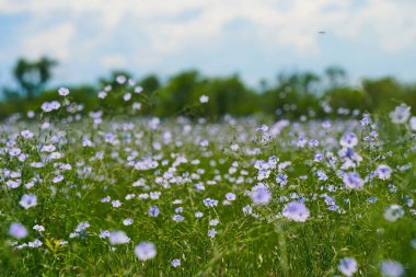 Ağaçların arka planında, bir tarlada yabani keten çiçekleri açıyor. Bahar.
