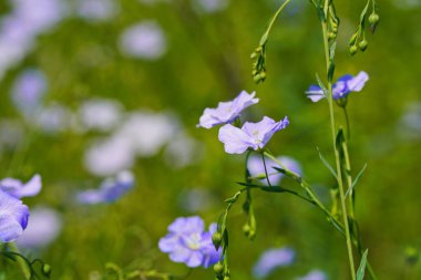 Ağaçların arka planında, bir tarlada yabani keten çiçekleri açıyor. Bahar.