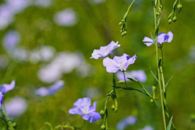 Ağaçların arka planında, bir tarlada yabani keten çiçekleri açıyor. Bahar.