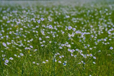 Ağaçların arka planında, bir tarlada yabani keten çiçekleri açıyor. Bahar.