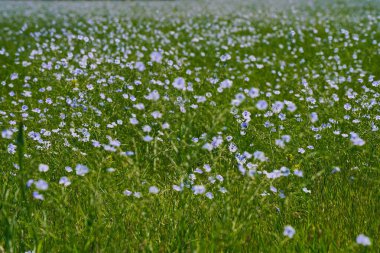 Ağaçların arka planında, bir tarlada yabani keten çiçekleri açıyor. Bahar.