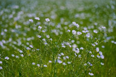 Ağaçların arka planında, bir tarlada yabani keten çiçekleri açıyor. Bahar.