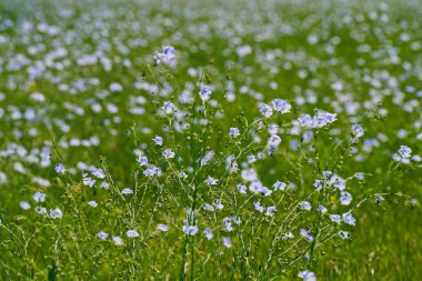 Ağaçların arka planında, bir tarlada yabani keten çiçekleri açıyor. Bahar.