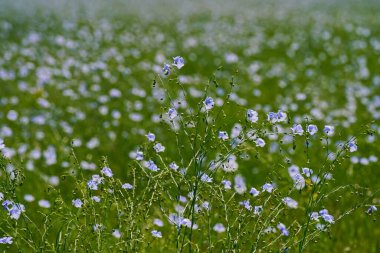 Ağaçların arka planında, bir tarlada yabani keten çiçekleri açıyor. Bahar.