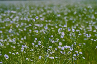 Ağaçların arka planında, bir tarlada yabani keten çiçekleri açıyor. Bahar.