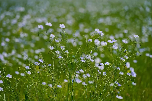 Ağaçların arka planında, bir tarlada yabani keten çiçekleri açıyor. Bahar.
