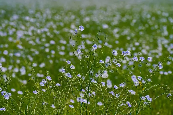 Ağaçların arka planında, bir tarlada yabani keten çiçekleri açıyor. Bahar.