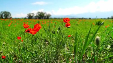 Büyük bir tarlada parlak kırmızı gelincikler. Bahar.
