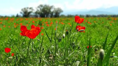 Büyük bir tarlada parlak kırmızı gelincikler. Bahar.