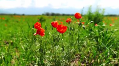 Büyük bir tarlada parlak kırmızı gelincikler. Bahar.