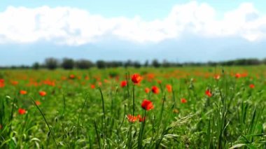 Büyük bir tarlada parlak kırmızı gelincikler. Bahar.