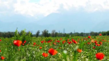 Büyük bir tarlada parlak kırmızı gelincikler. Bahar.