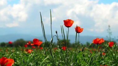 Büyük bir tarlada parlak kırmızı gelincikler. Bahar.