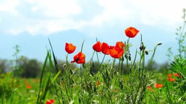 Büyük bir tarlada parlak kırmızı gelincikler. Bahar.