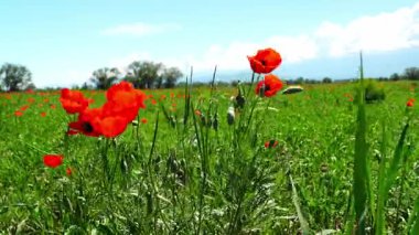 Büyük bir tarlada parlak kırmızı gelincikler. Bahar.