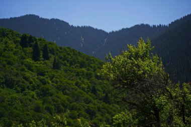 Aksai Boğazı. Farklı bitki örtüsü olan dağlık bir bölge. Tia