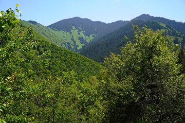 Aksai Boğazı. Farklı bitki örtüsü olan dağlık bir bölge. Tia